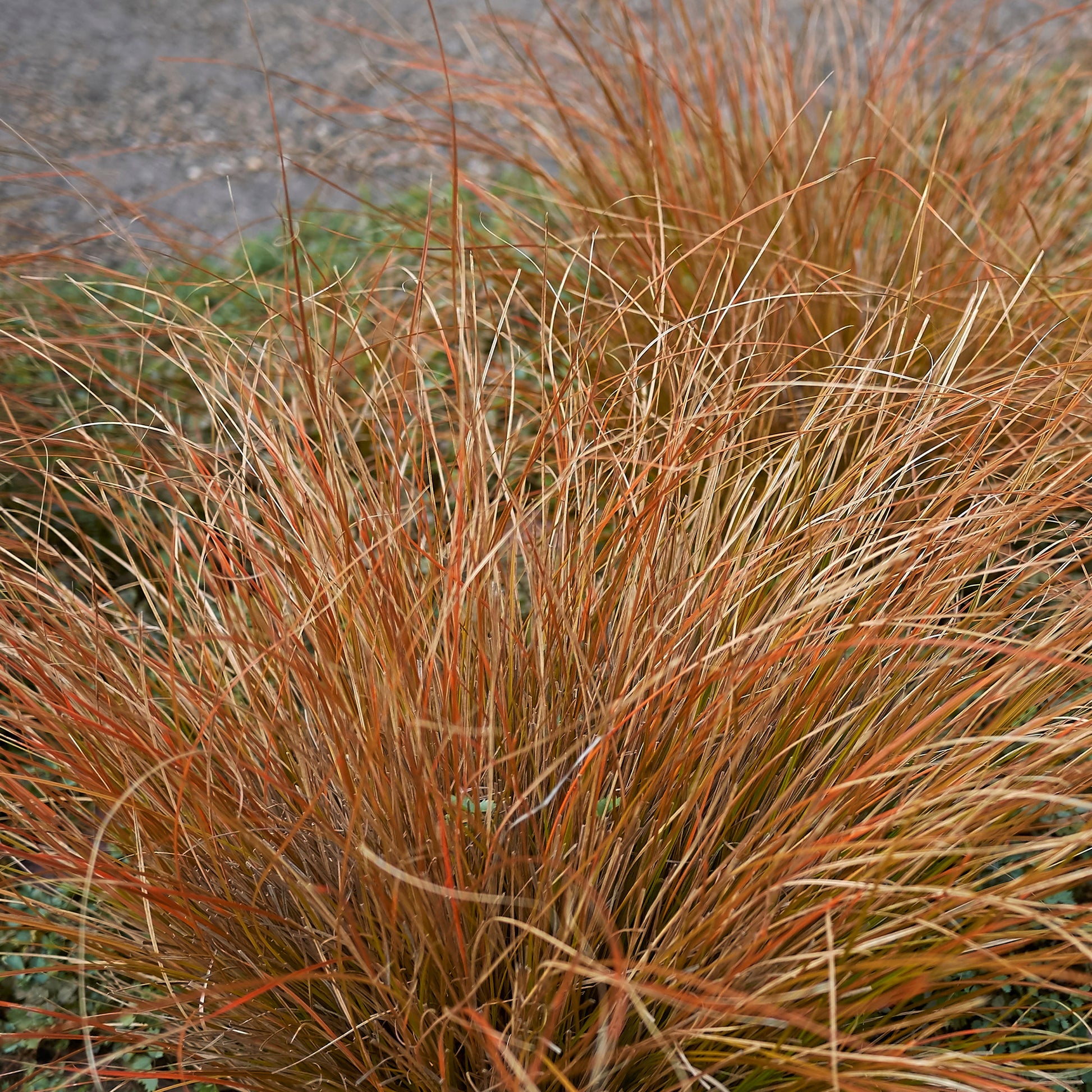 Buchanan-Segge - Carex buchananii - Gartenpflanzen