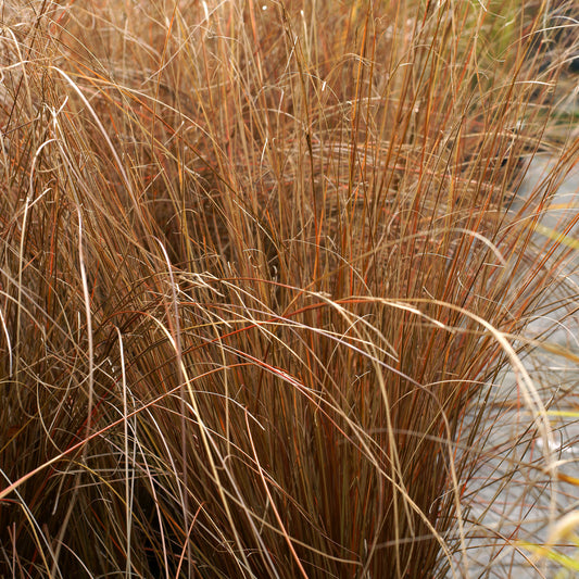 Buchanan-Segge - Carex buchananii - Gartenpflanzen