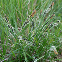 Carex montana - Bergsegge - Sumpfbinse - Carex