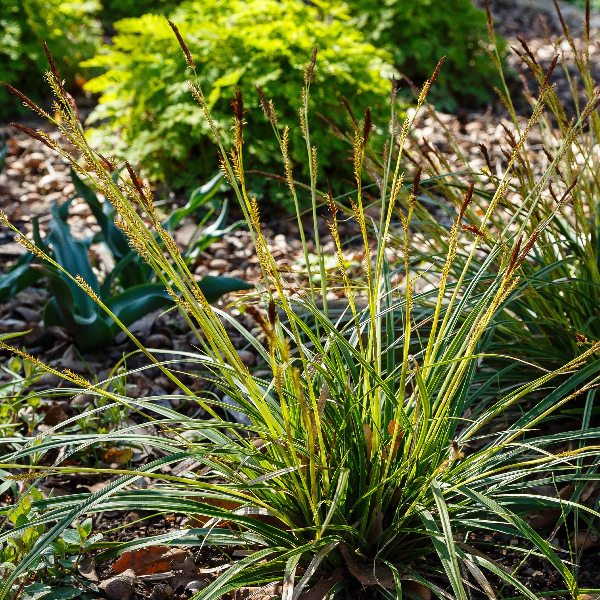 Japanische Segge - Carex morrowii - Gartenpflanzen