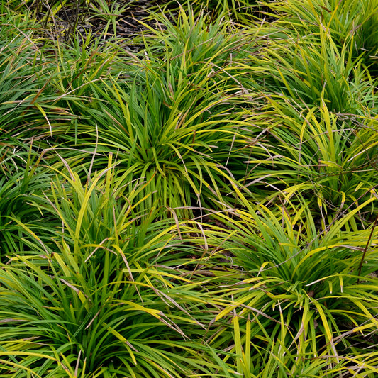 Oshima Segge Evergreen - Bakker