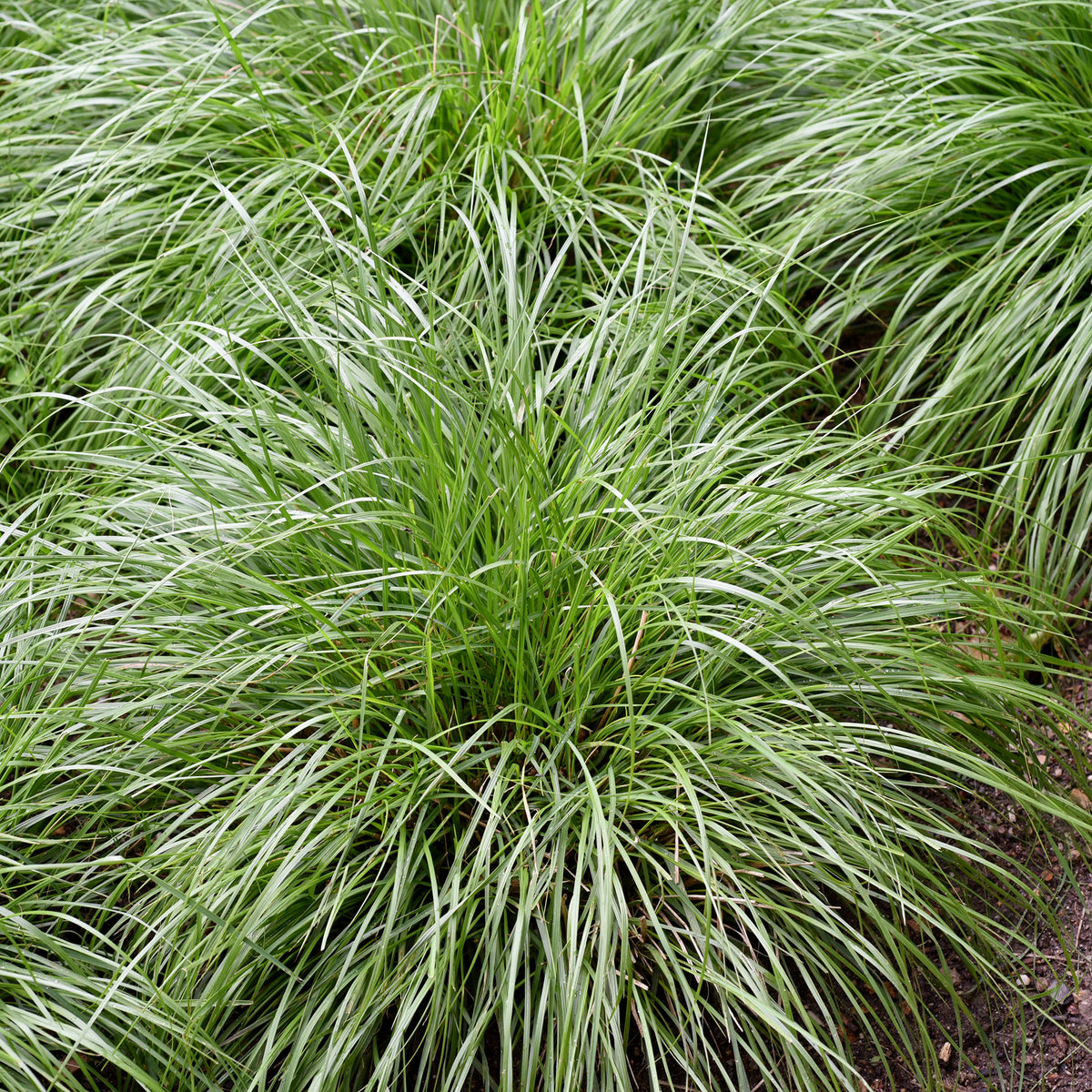 Oshima-Segge J.S. Greenwell - Carex oshimensis J.S. Greenwell - Bakker