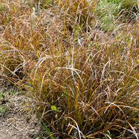 Carex testacea - Orange Segge - Sumpfbinse - Carex