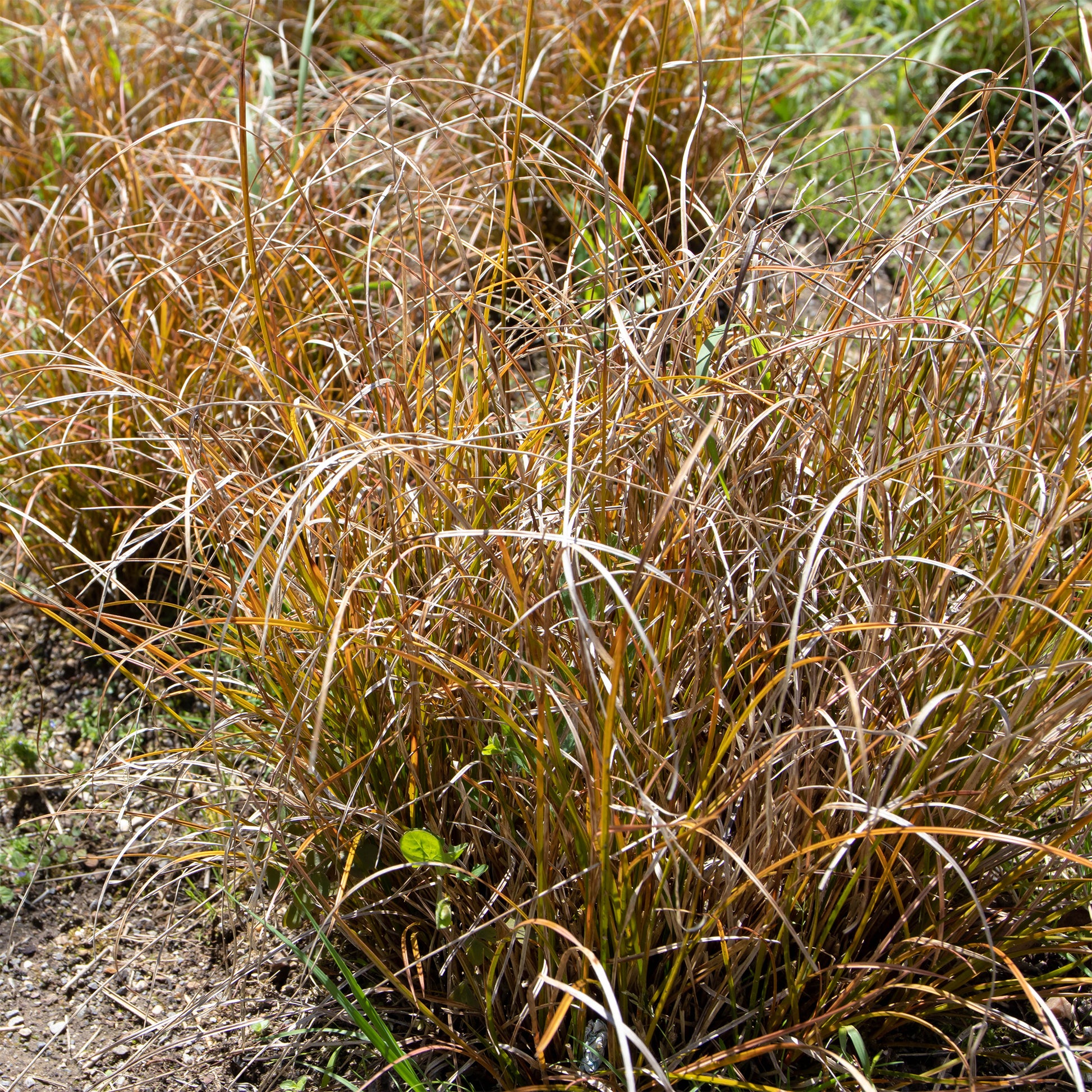 Carex testacea - Orange Segge - Sumpfbinse - Carex