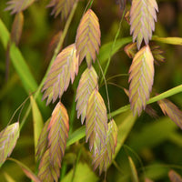 Verkauf Plattährengras - Chasmanthium latifolium