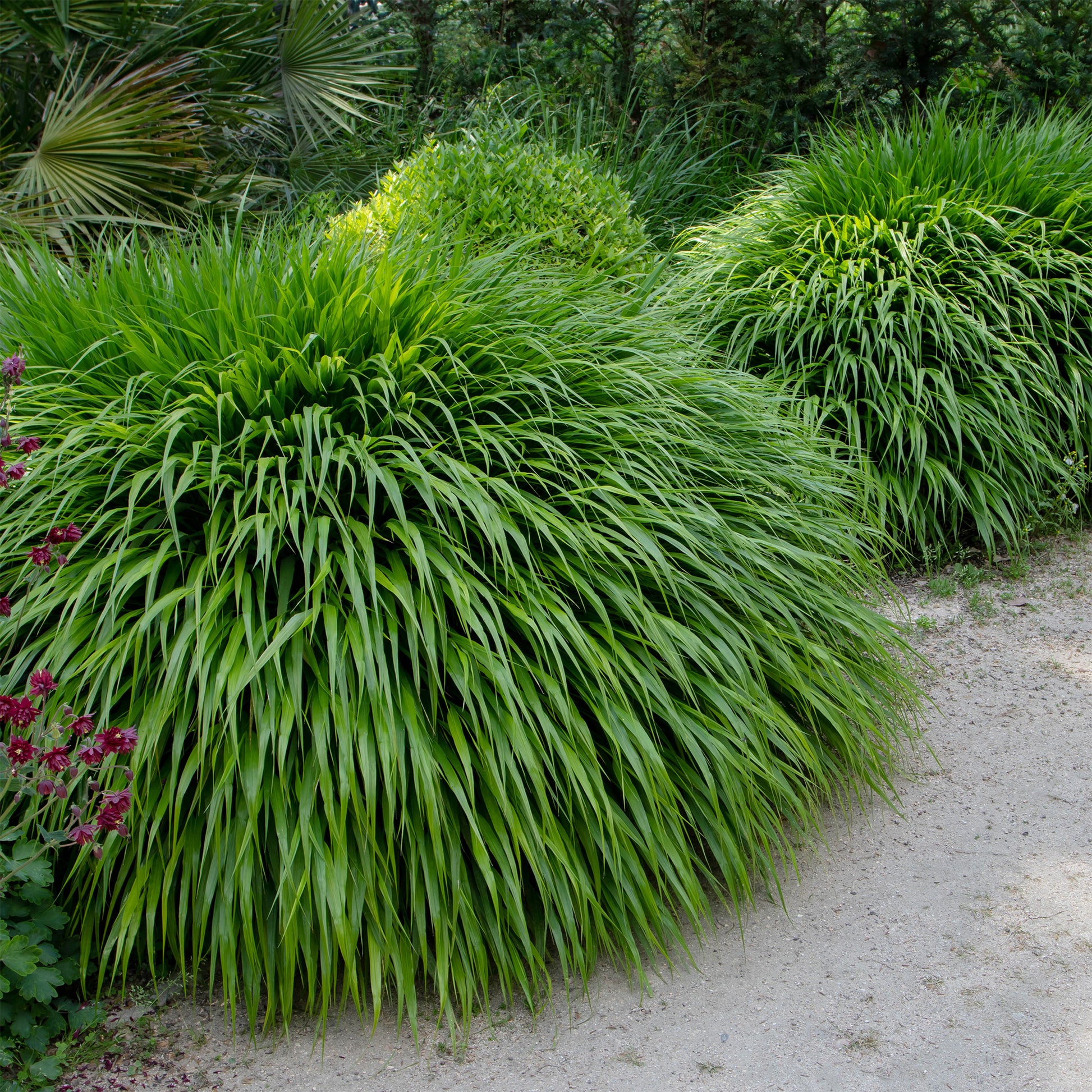 Japanisches Kraut - Hakonechloa macra - Bakker