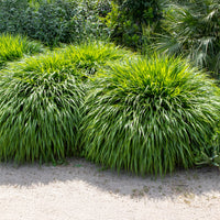 Japanisches Kraut - Bakker