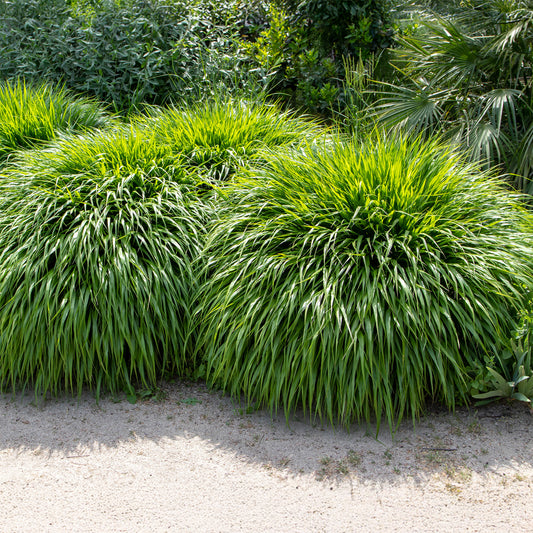 Japanisches Kraut