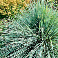 Blaustrahlhafer Pendula - Bakker