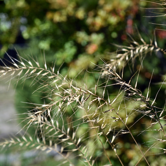 Flaschenbürstengras - Bakker