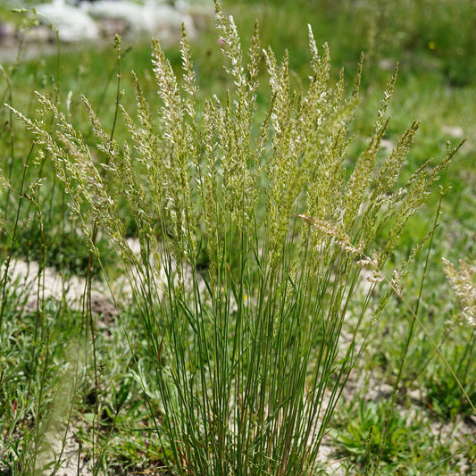 Blaues Schillergras - Bakker