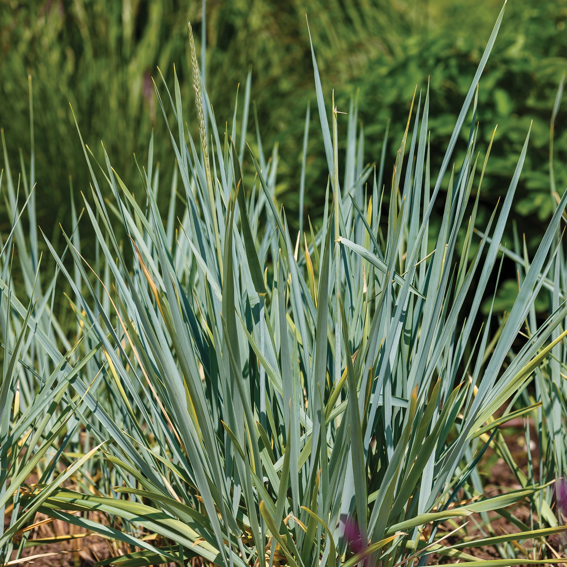Meerroggen Blue Dune - Leymus arenarius Blue Dune - Bakker