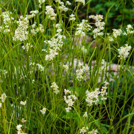 Schneeweiße Luzules (x3) - Luzula nivea - Gartenpflanzen