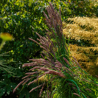 Perlgras Atropurpurea - Bakker