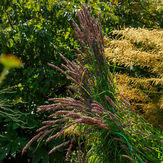 Perlgras Atropurpurea - Bakker