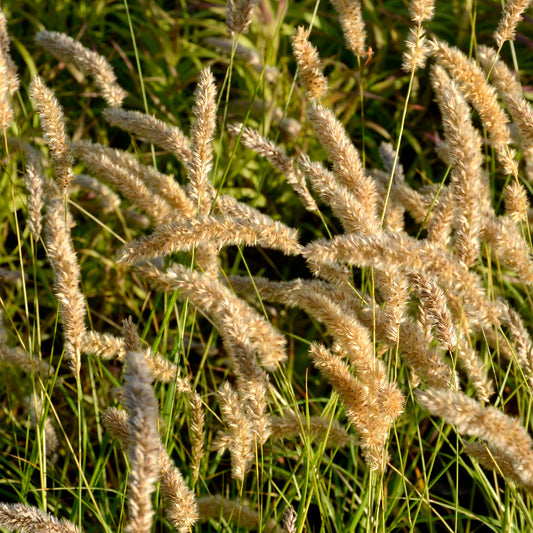 Wimper-Perlgras - Bakker