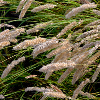 Melica ciliata - Wimper-Perlgras - Gräser
