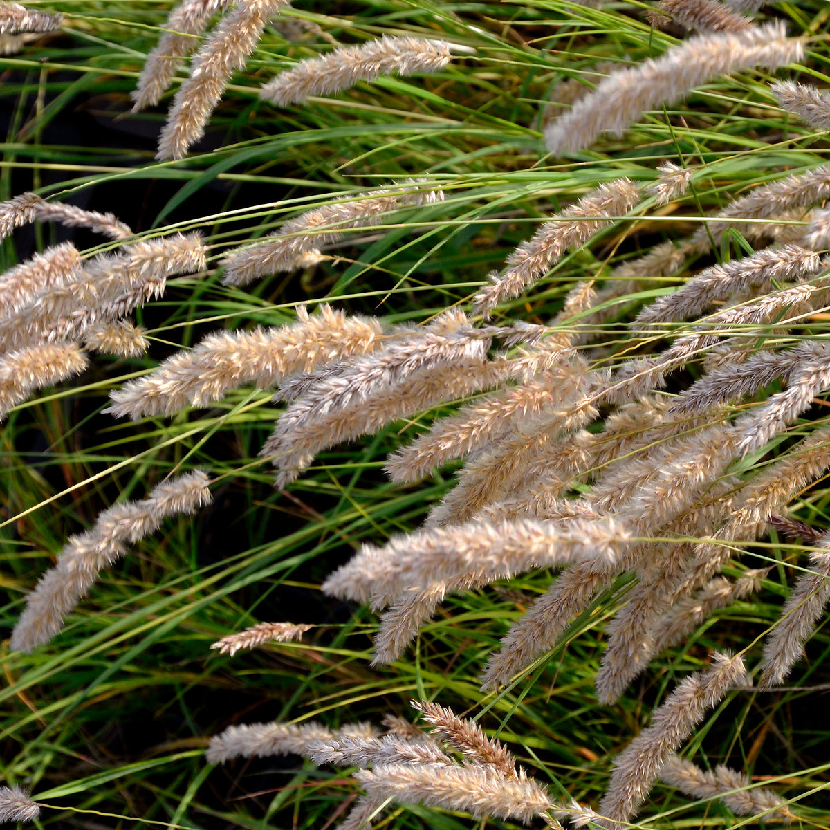Melica ciliata - Wimper-Perlgras - Gräser