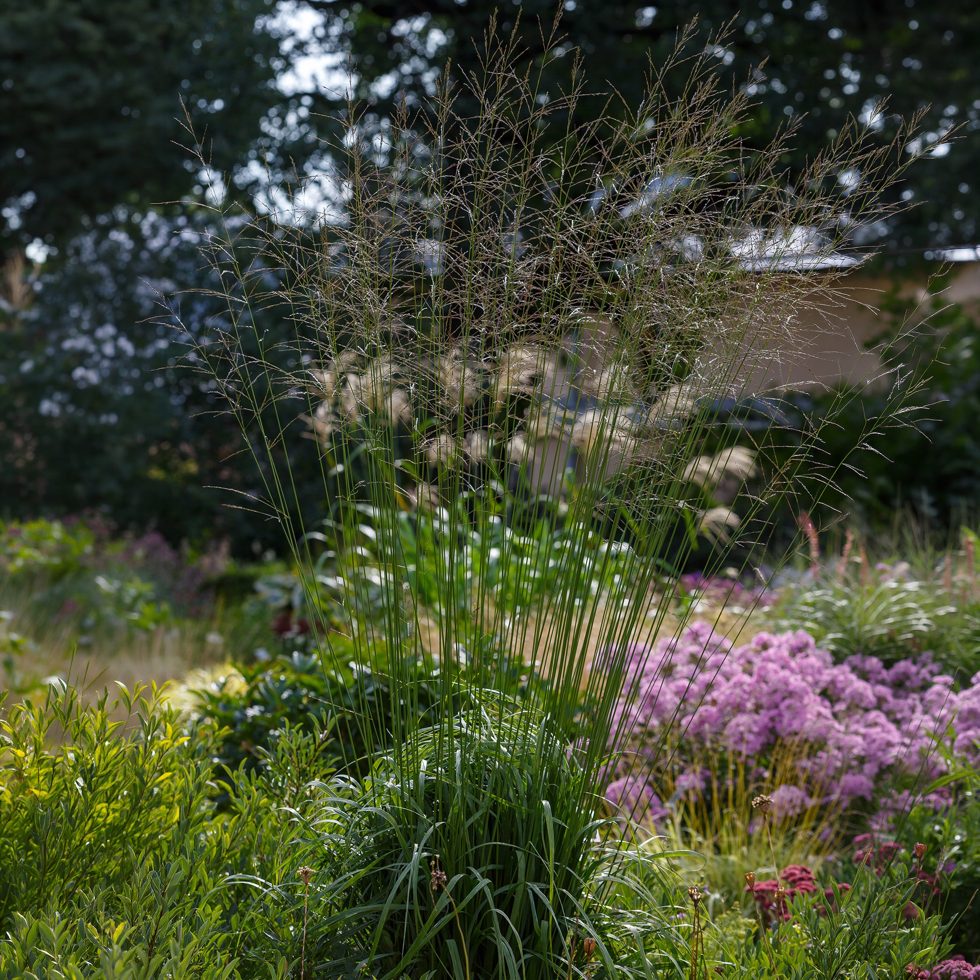 Hohes Pfeifengras Skyracer - Bakker