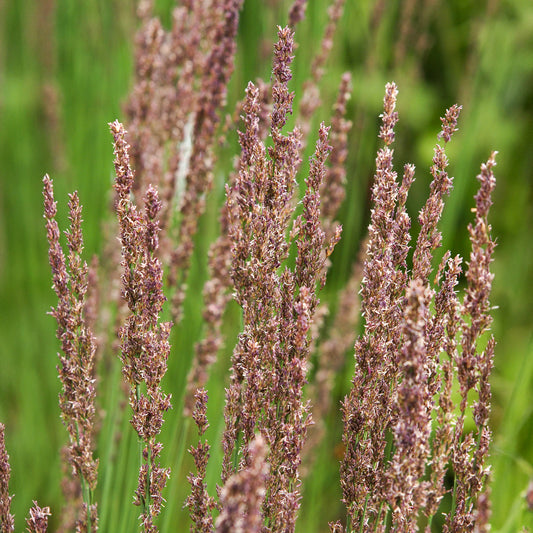Blaues Pfeifengras Moorhexe - Bakker