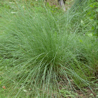 Amerikanisches Hirschgras - Muhlenbergia rigens - Bakker