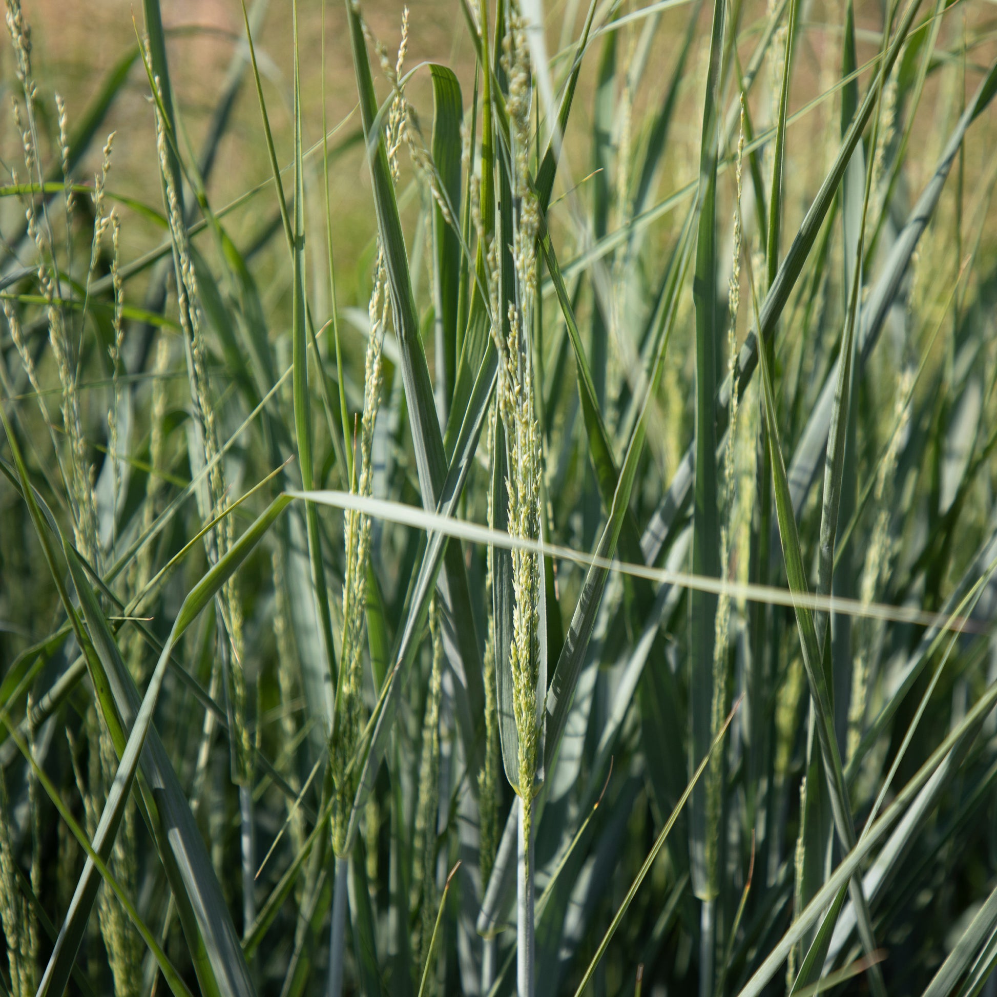 Aufrechte Rutenhirse - Panicum amarum - Gartenpflanzen