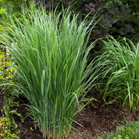 5 Stauden für eine Blumenwiese - Panicum virgatum,Sesleria autumnalis, Allium sphaerocephalon,Veronicastrum virginicum, Sanguisorba officinalis       - Bakker