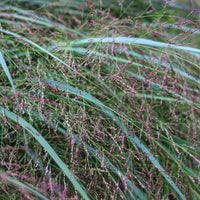 Panicum virgatum Squaw - Rutenhirse Squaw - Gräser