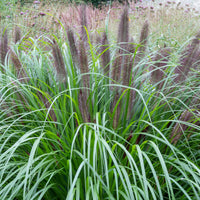 Pennisetum - Wiesenschaumkraut Black Beauty - Pennisetum alopecuroides Black Beauty