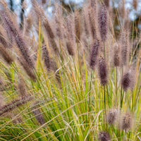 Wiesenschaumkraut Black Beauty - Bakker