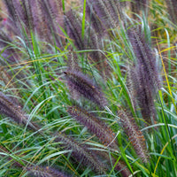 Pennisetum alopecuroides Black Beauty - Wiesenschaumkraut Black Beauty - Pennisetum