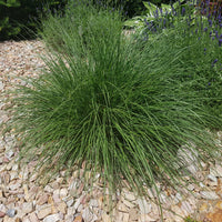 Verkauf Federborstengras - Pennisetum alopecuroides (compressum)