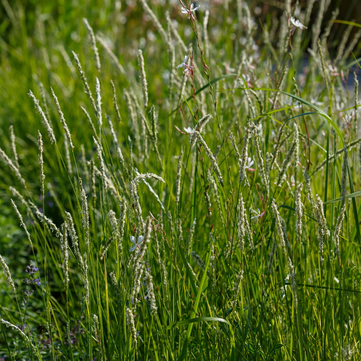 Stauden - 5 Stauden für eine Blumenwiese - Panicum virgatum,Sesleria autumnalis, Allium sphaerocephalon,Veronicastrum virginicum, Sanguisorba officinalis      