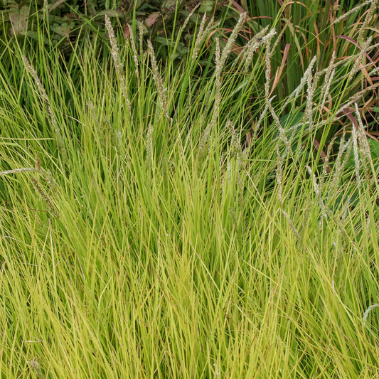 Herbst-Sesleria - Bakker