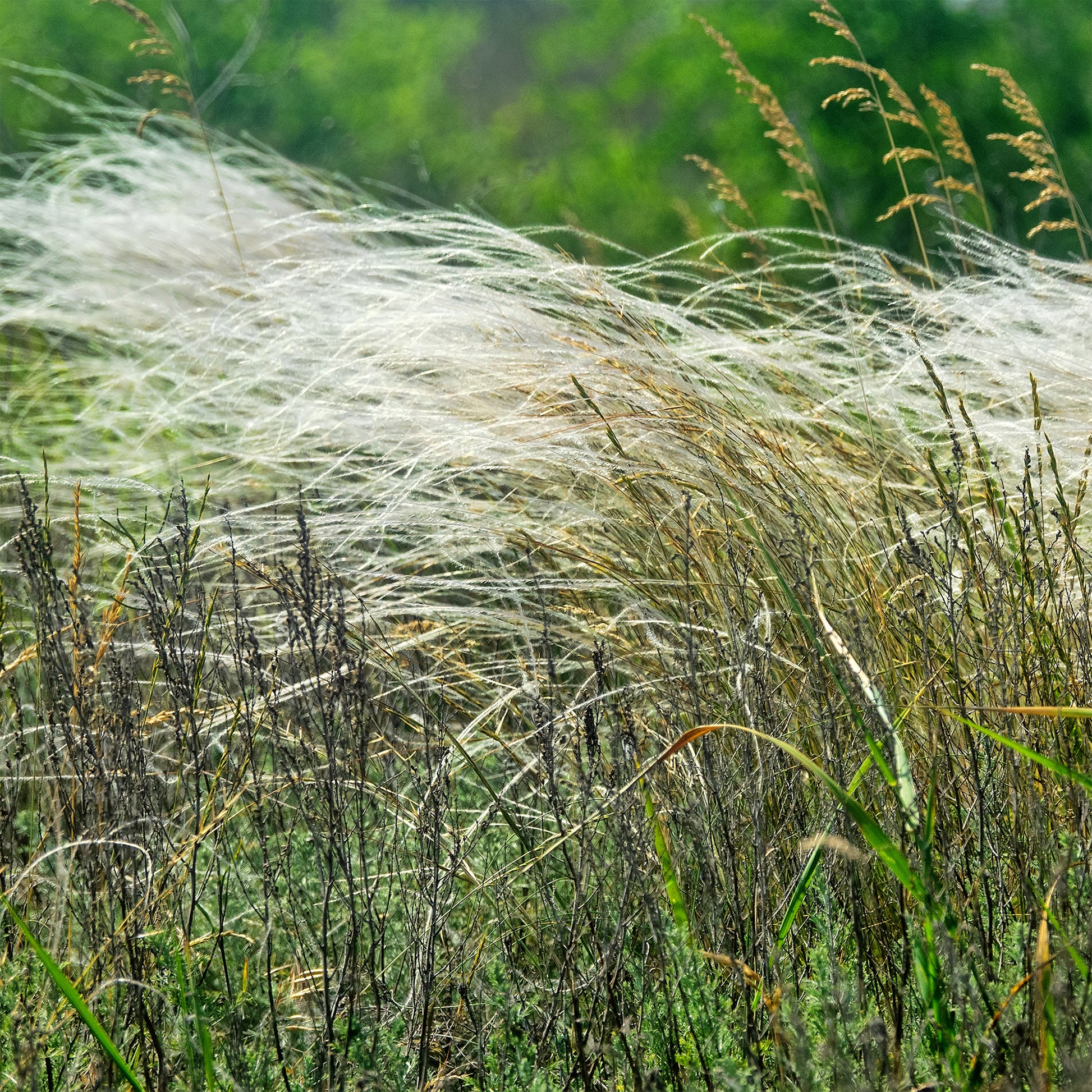 Haariger Stipes - Stipa capillata - Bakker