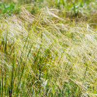 Gräser - Haariger Stipes - Stipa capillata