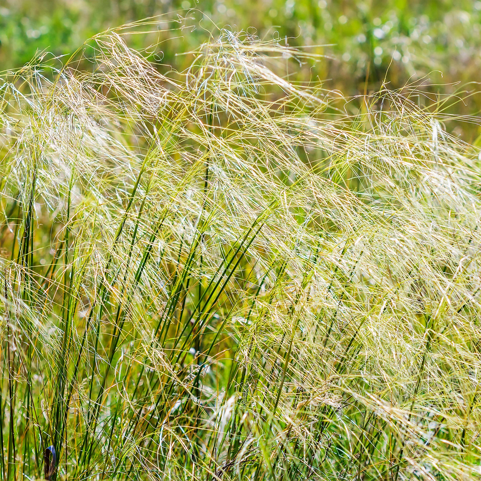 Gräser - Haariger Stipes - Stipa capillata