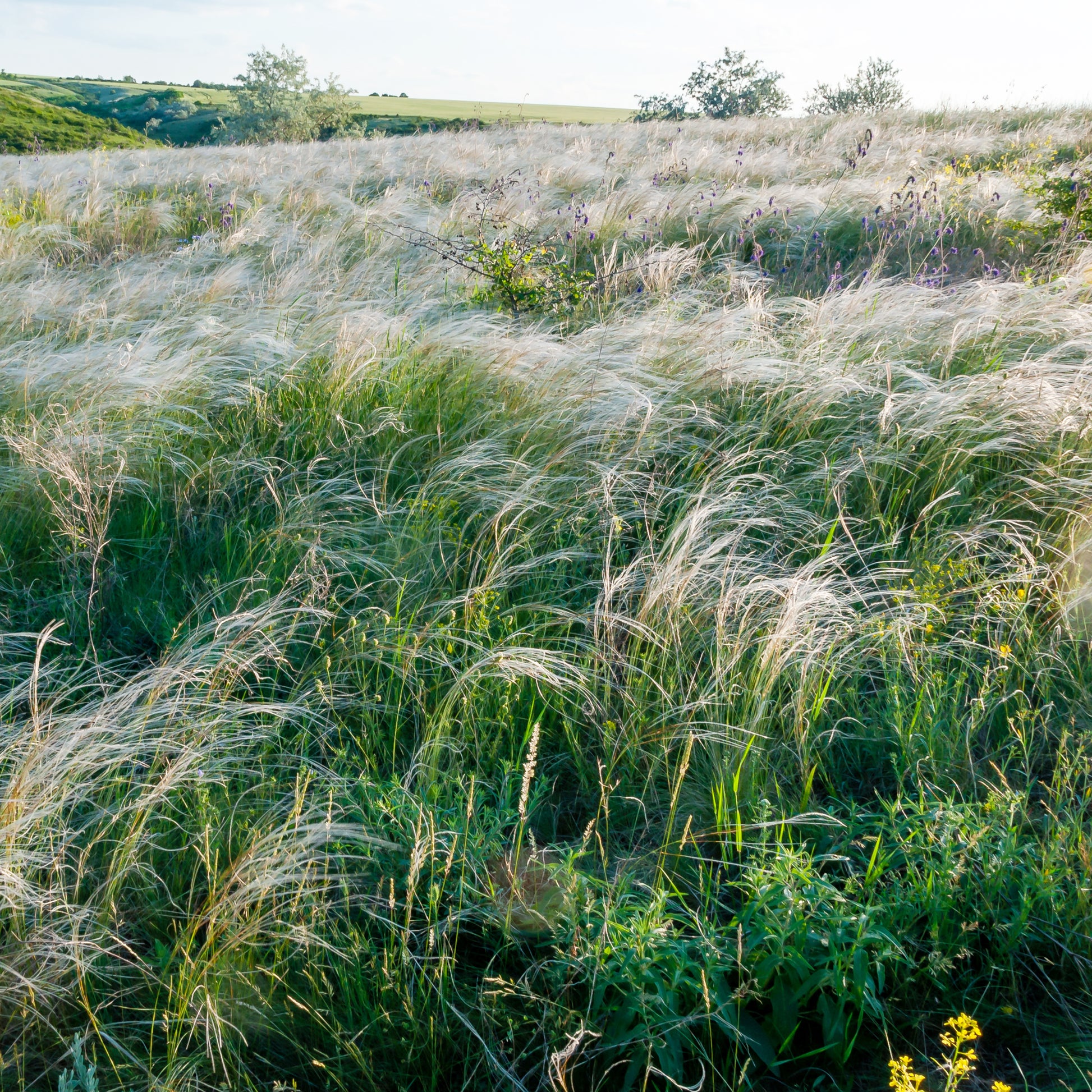 Stipa capillata - Haariger Stipes - Gräser