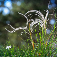 Gräser - Stipe gefiedert - Stipa pennata
