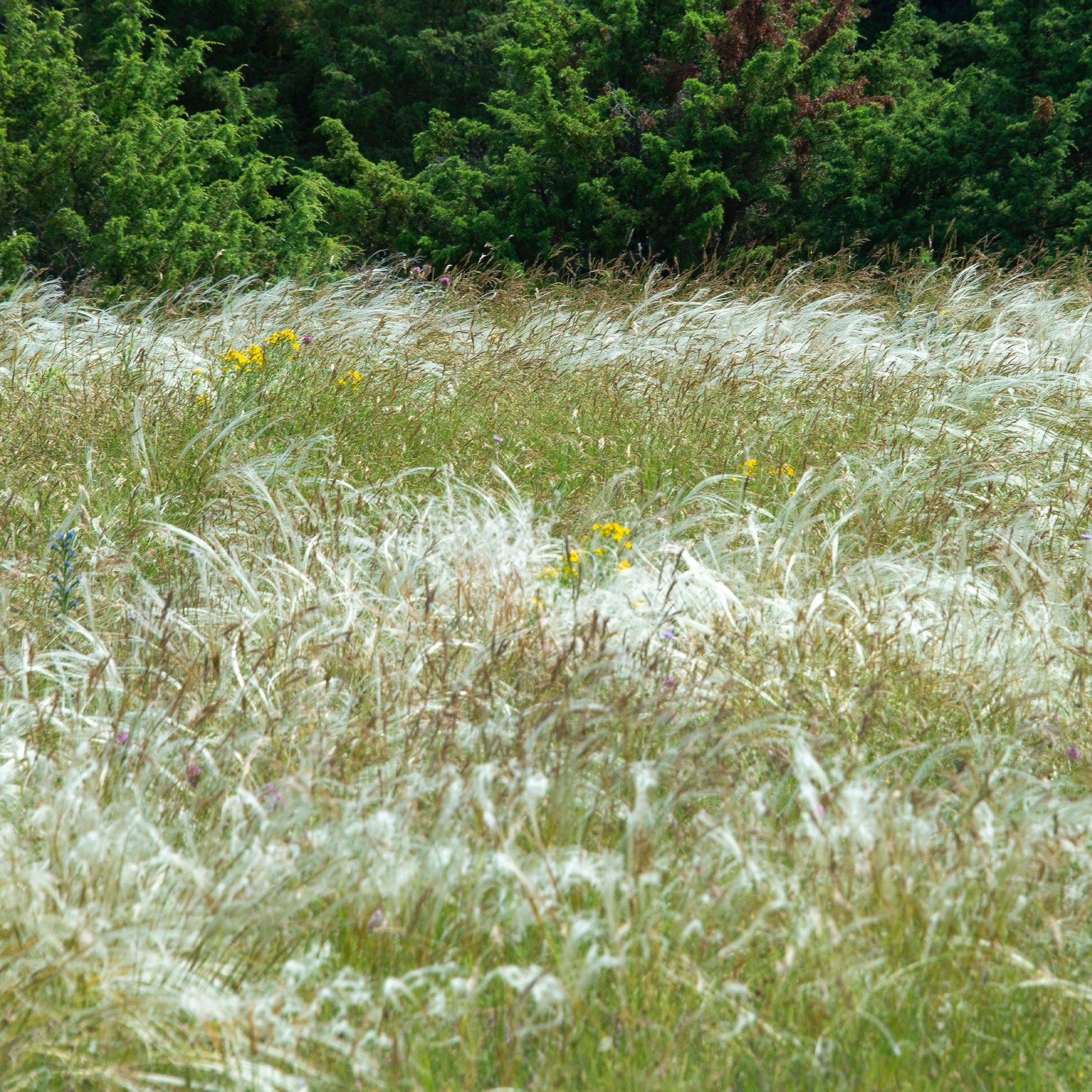 Stipe gefiedert - Stipa pennata - Bakker