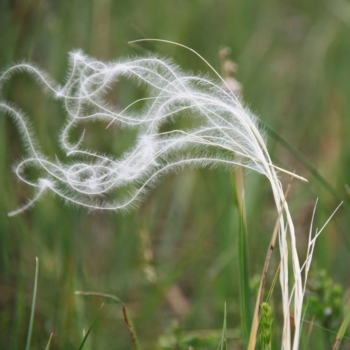 Stipa pennata - Federgras - Stipa