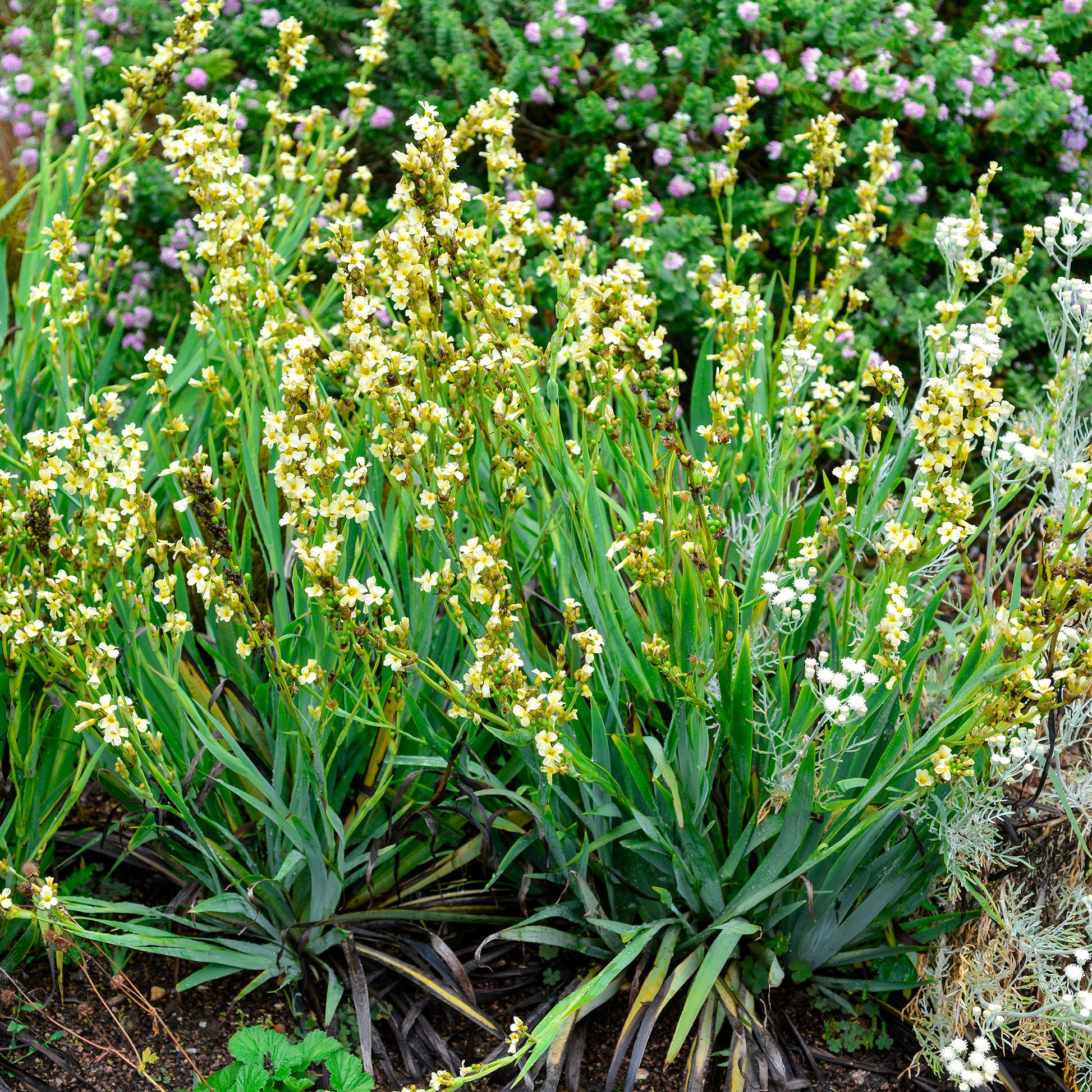 Gestreiftes Grasschwertel - Sisyrinchium striatum