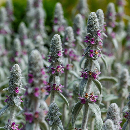Kaninchenohr Silver Carpet - Bakker