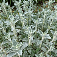 Kaninchenohr Silver Carpet - Stachys byzantina silver carpet - Bakker