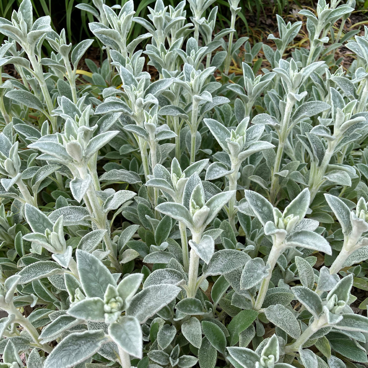 Kaninchenohr Silver Carpet - Stachys byzantina silver carpet - Bakker