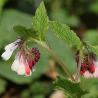 Großblumiger Beinwell Hidcote Blue