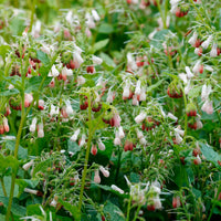 Großblumiger Beinwell Hidcote Pink
