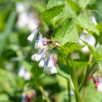 Großblumiger Beinwell Wisley Blue - Symphytum grandiflorum wisley blue - Bakker