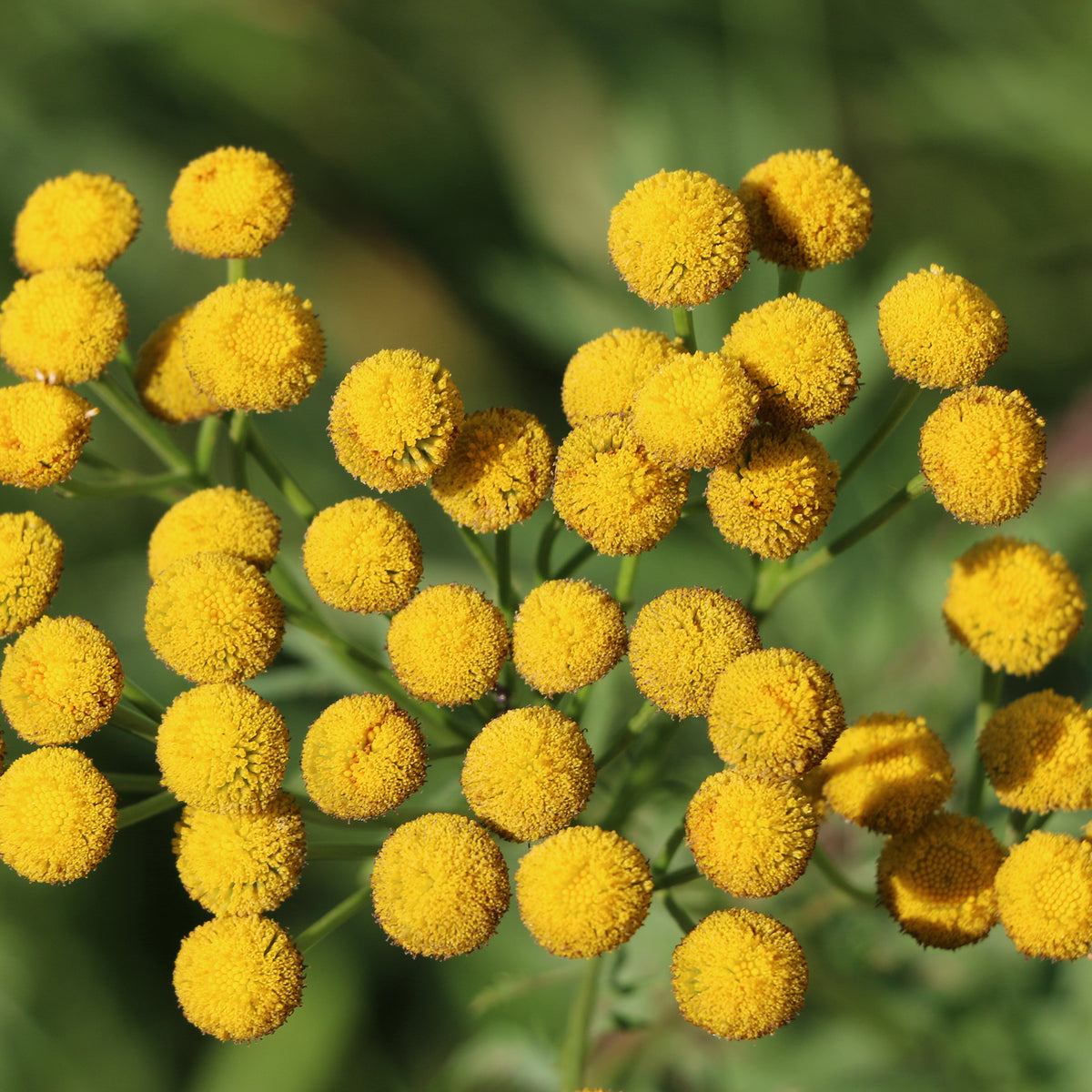 Rainfarn - Tanacetum vulgare - Bakker