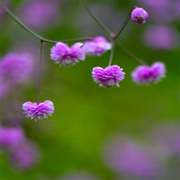 Pigamon von Vater Delavay Hewitts Double - Thalictrum delavayi Hewitts Double - Bakker